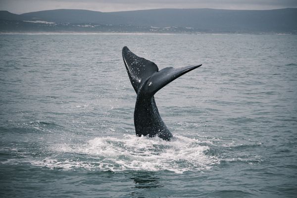 Whale